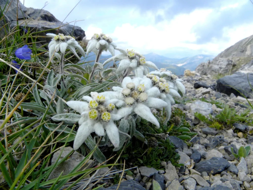 Vẻ đẹp hoa Edelweiss chính là nguồn cảm hứng cho thiết kế lần này